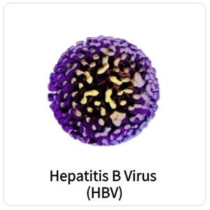 Hepatitis B Virus (HBV)