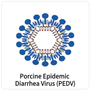 Porcine Epidemic Diarrhea Virus (PEDV)