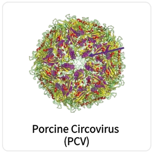 Porcine Circovirus (PCV)