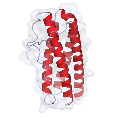 500px-Human_IL-11_crystal_structure(1).png