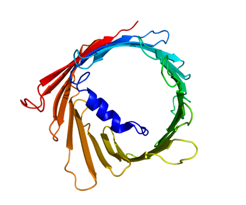 Protein_VDAC1_PDB_2JK4.png