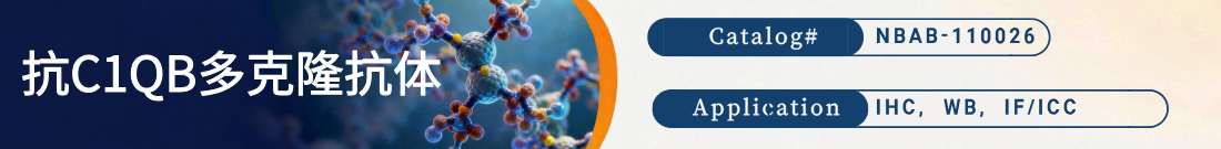 抗C1QB抗体