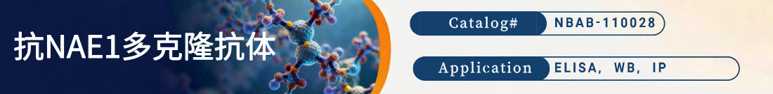 抗NAE1抗体