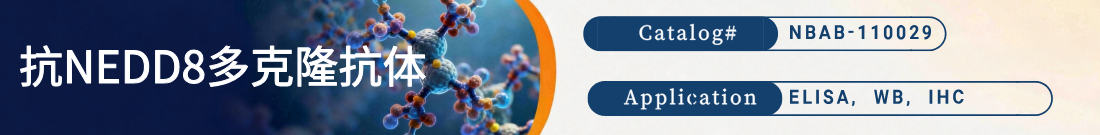 抗NEDD8抗体