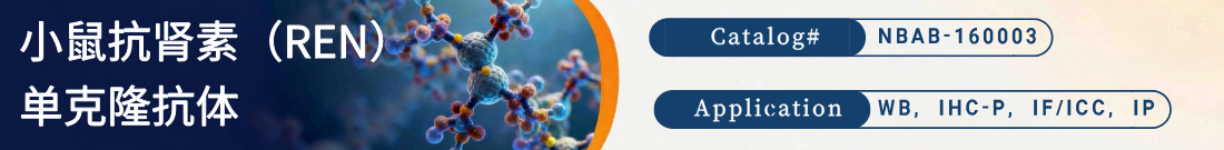 小鼠抗肾素单克隆抗体