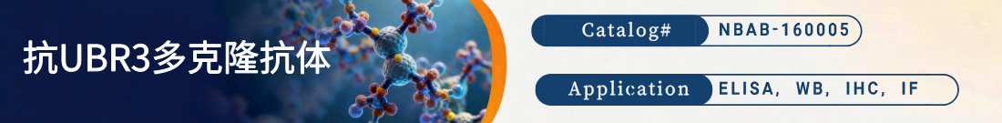 抗UBR3抗体