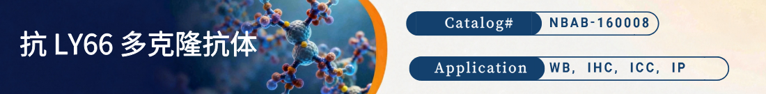 抗LY66抗体