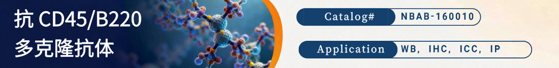 抗CD45/B220抗体