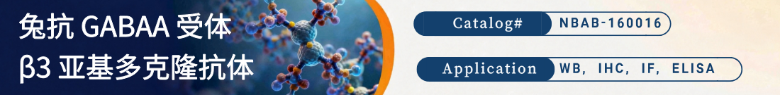 兔抗GABAA受体β3亚基抗体