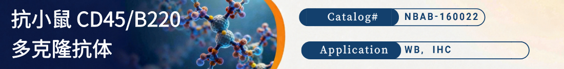 抗小鼠CD45/B220CD45/B220抗体