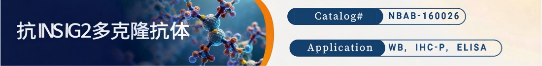 抗INSIG2抗体