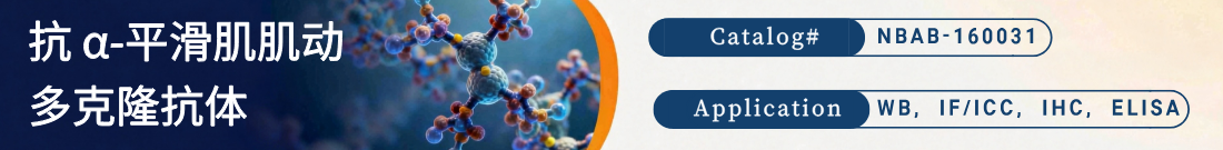 抗 α-平滑肌肌动抗体