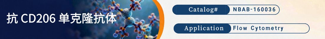 抗CD206抗体