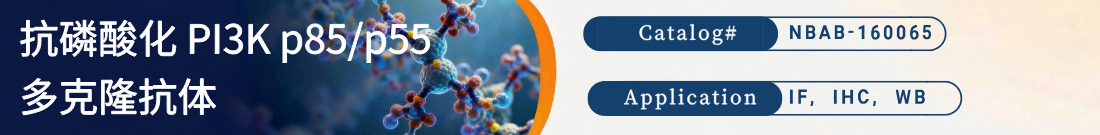 抗磷酸化PI3K p85/p55抗体