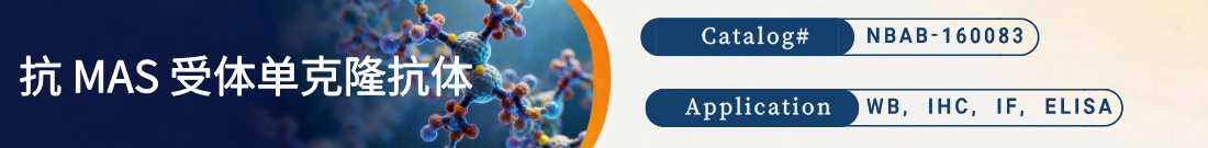 抗MAS Receptor抗体