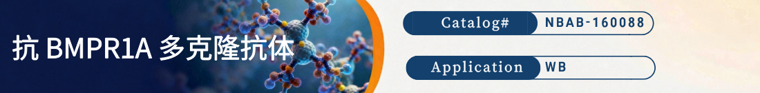 抗BMPR1A抗体