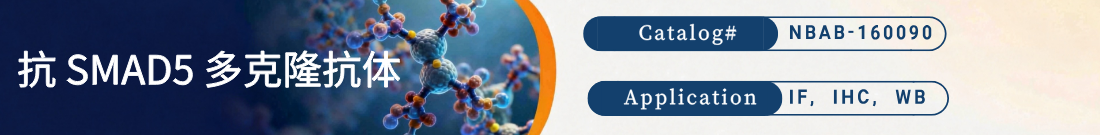 抗SMAD5抗体 抗SMAD5抗体