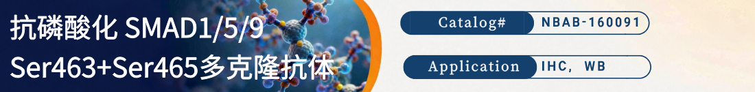 抗SMAD5抗体