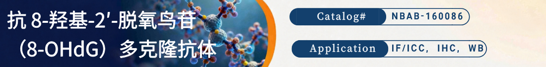 抗8-OHdG抗体 抗8-OHdG抗体