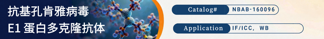 抗Chikungunya Virus E1, CHIKV抗体