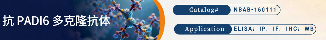 抗PADI6抗体