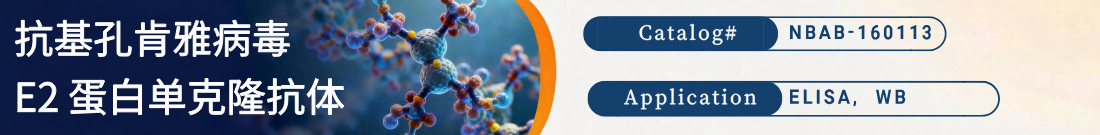 抗Chikungunya Virus (CHIKV) E2抗体