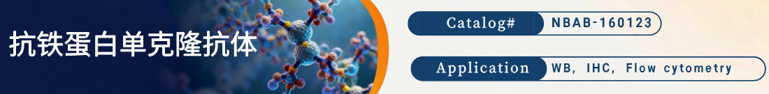 抗铁蛋白抗体