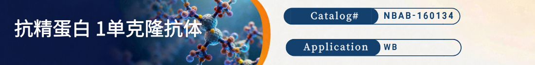 抗精蛋白 1抗体