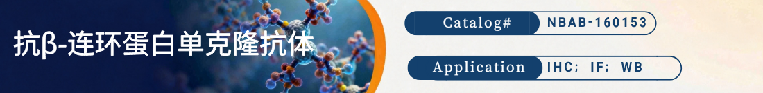 抗β-连环蛋白抗体