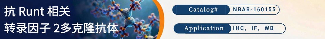 抗 Runt 相关转录因子 2抗体