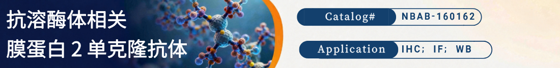 抗溶酶体相关膜蛋白 2抗体 抗溶酶体相关膜蛋白 2抗体