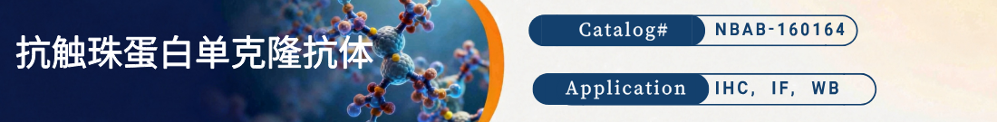 抗触珠蛋白抗体 抗触珠蛋白抗体