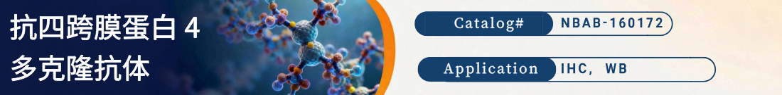 抗四跨膜蛋白 4抗体 抗四跨膜蛋白 4抗体