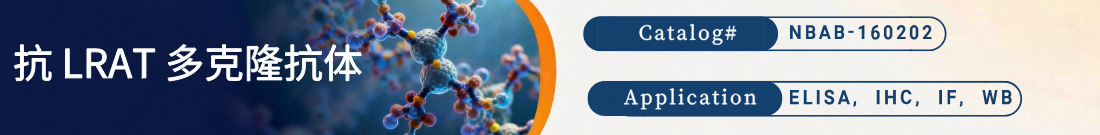 抗LRAT抗体 抗LRAT抗体