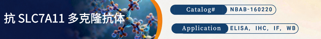 抗SLC7A11抗体