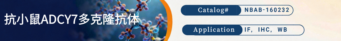 抗小鼠ADCY7抗体