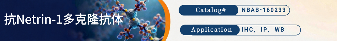 抗Netrin-1抗体