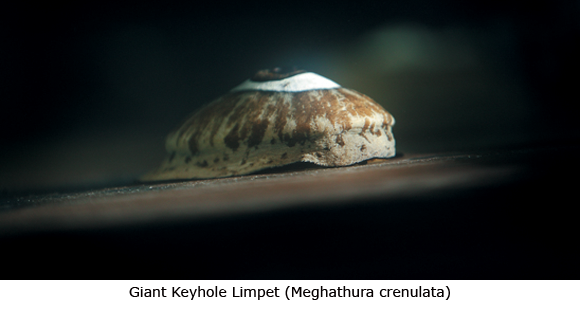 Giant_Keyhole_Limpet.png