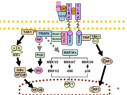 Toll-like_receptor_pathways_revised.jpg