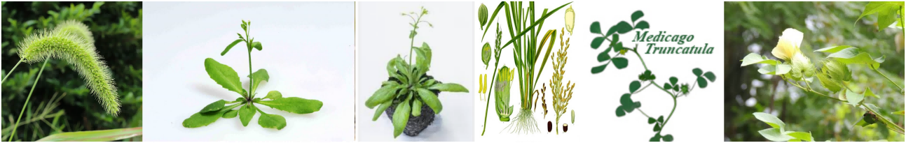 多类植物抗体 多类植物抗体