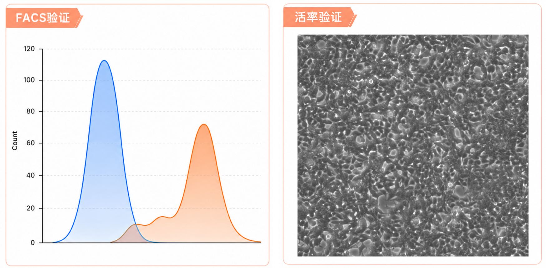 FACS验证和活率验证