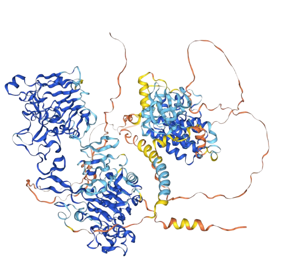 Epidermal growth factor receptor