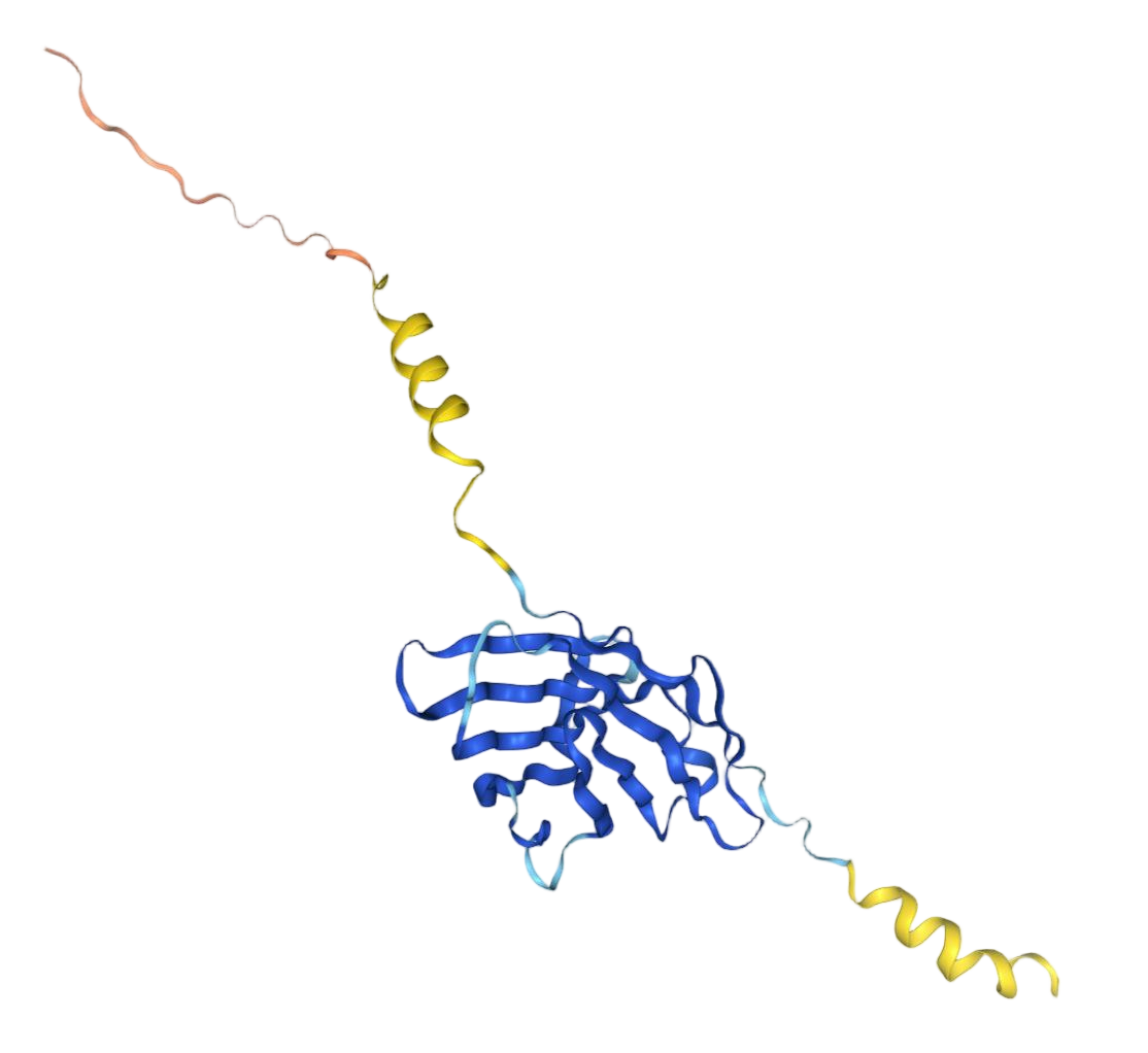 CTLA-4 CTLA-4