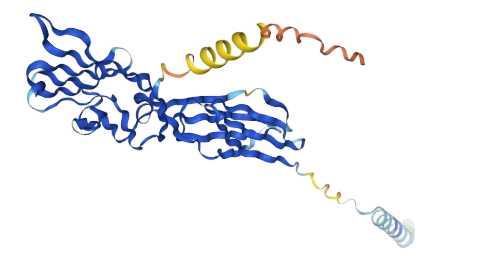 CD28L / CD80