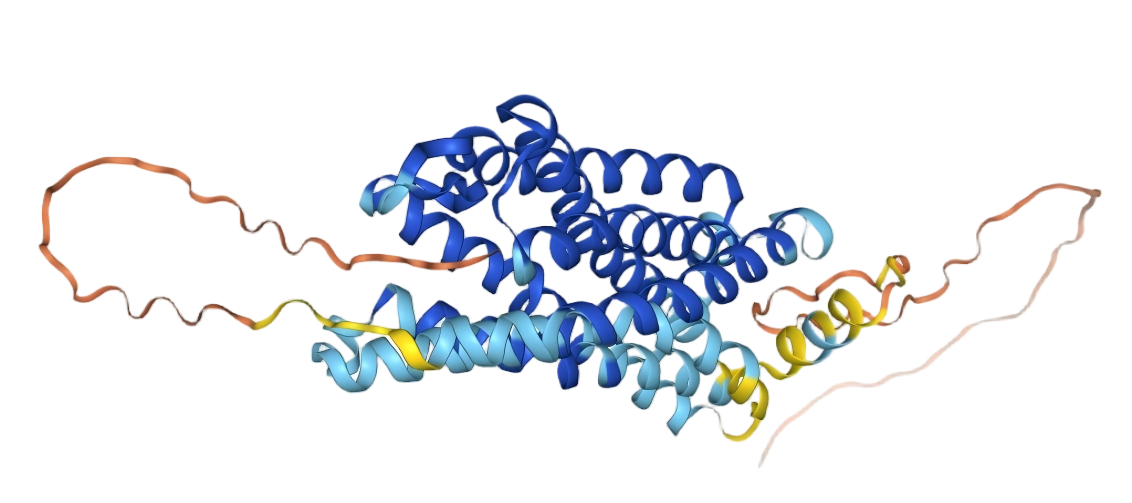 CCR2 CCR2