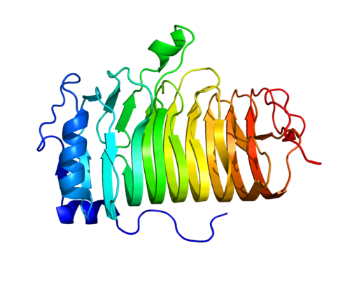 CD20