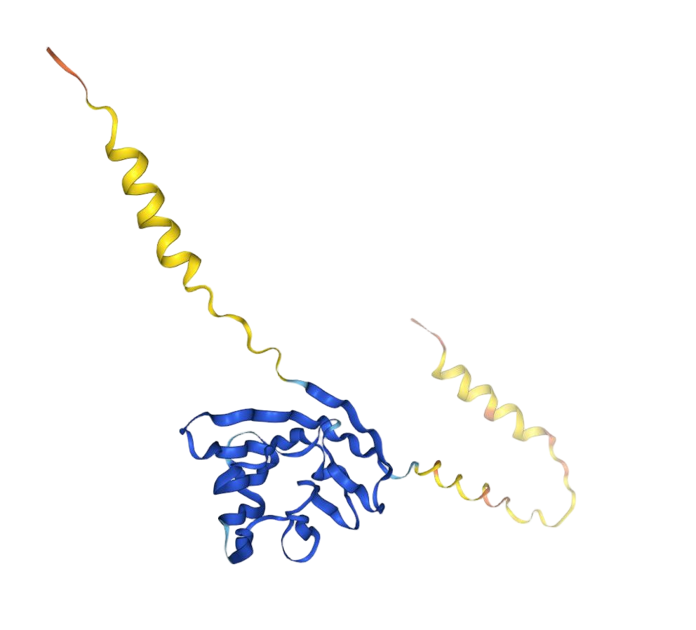 CD48
