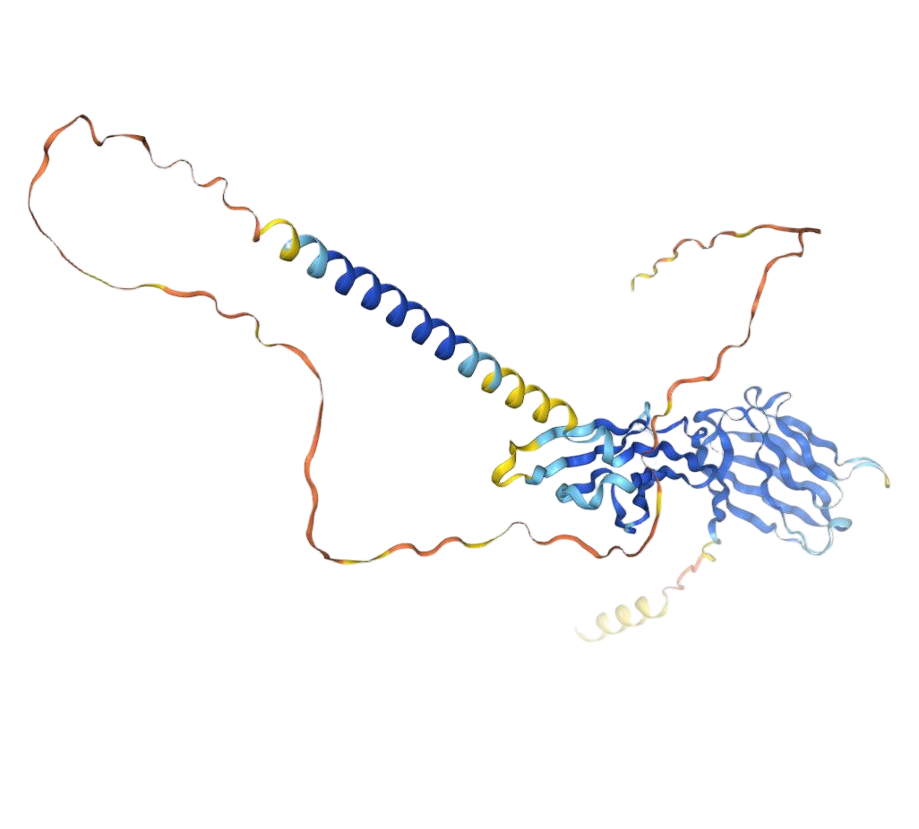 CD84 CD84