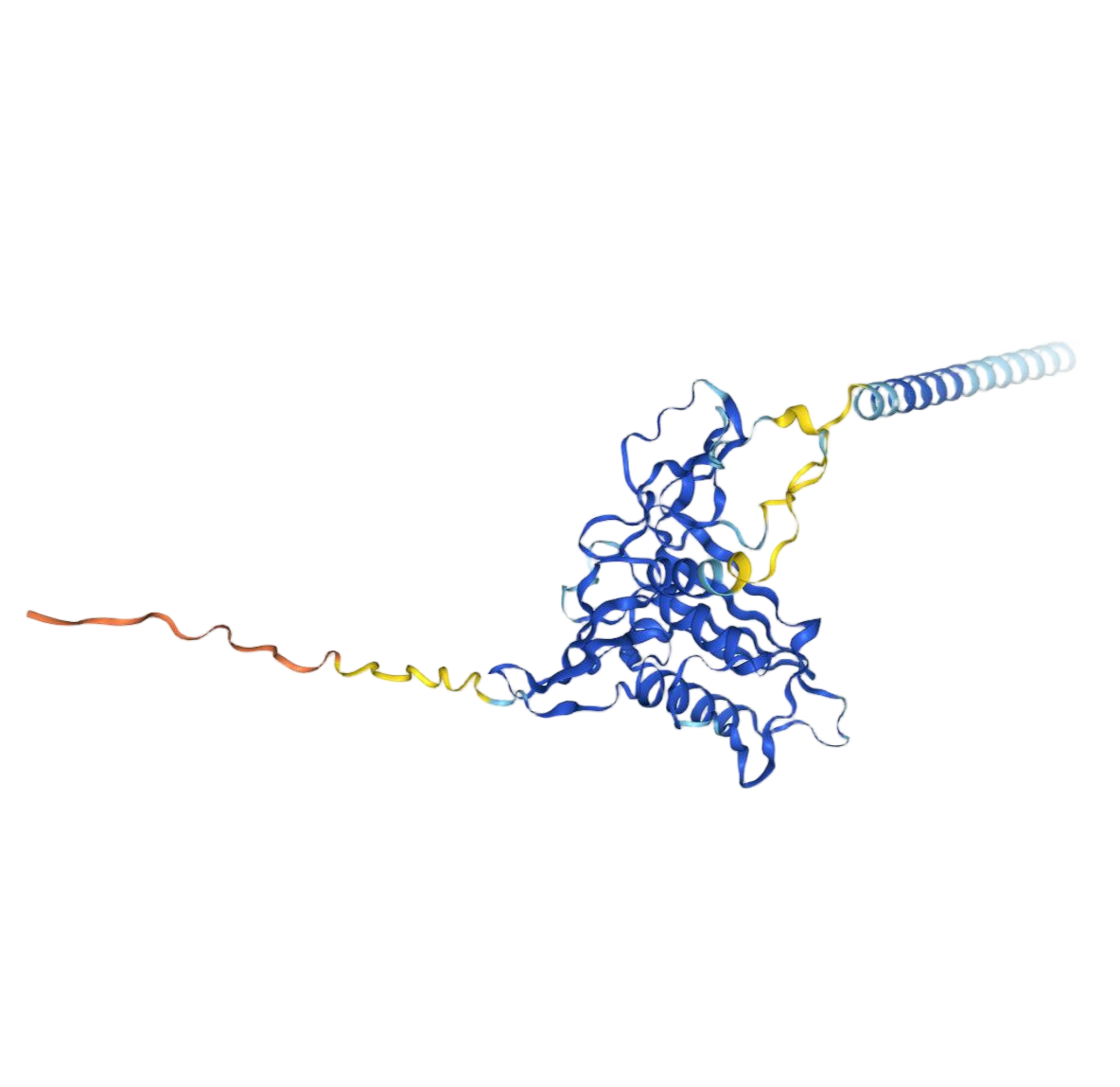 EpCAM