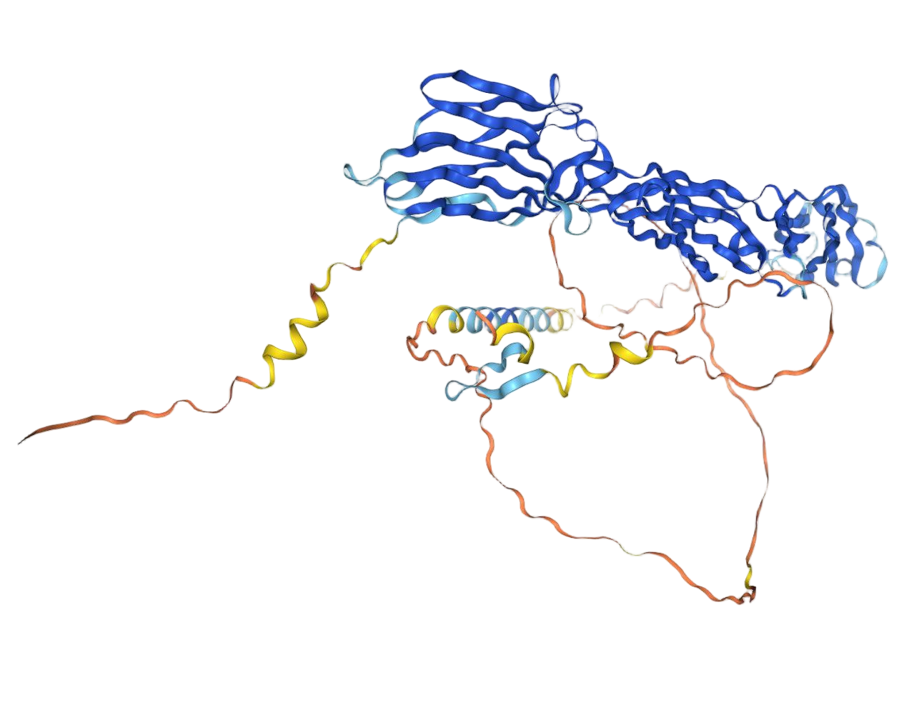 NECTIN1 NECTIN1
